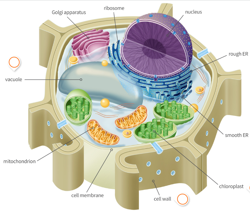 Plant Cell
